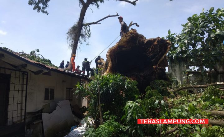 Pohon Ambon Berusia Ratusan Tahun di Jl. WR Supratman Bandarlampung Tumbang