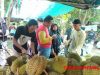 Sensasi Wisata Durian di Lampung: Bayar Rp 60 Ribu, Nikmati Sepuasnya di Kebun