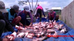 Proses pilet atau penyembilahan Ikan untuk hilangkan darah sebelum ikan dikirim keperusahaan PT CPB Karawang.