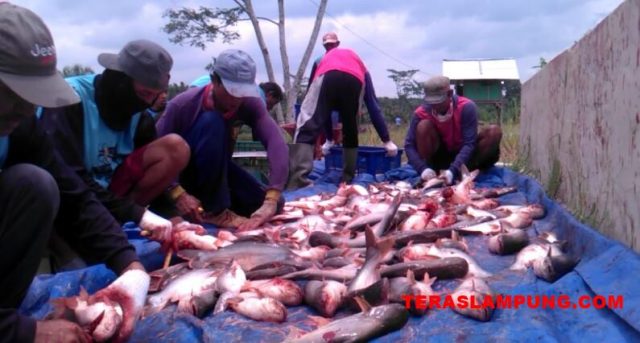 Proses pilet atau penyembilahan Ikan untuk hilangkan darah sebelum ikan dikirim keperusahaan PT CPB Karawang.