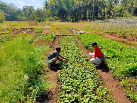 Kebun gizi yang dikelola oleh komunitas SDN Rajaka, Sumba Barat, Nusa Tenggar Timur.